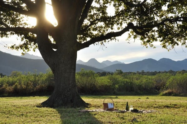 Picnic under a tree