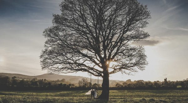 Bride and groom sitting on tree swing - Picture by Thomas Frost Photography