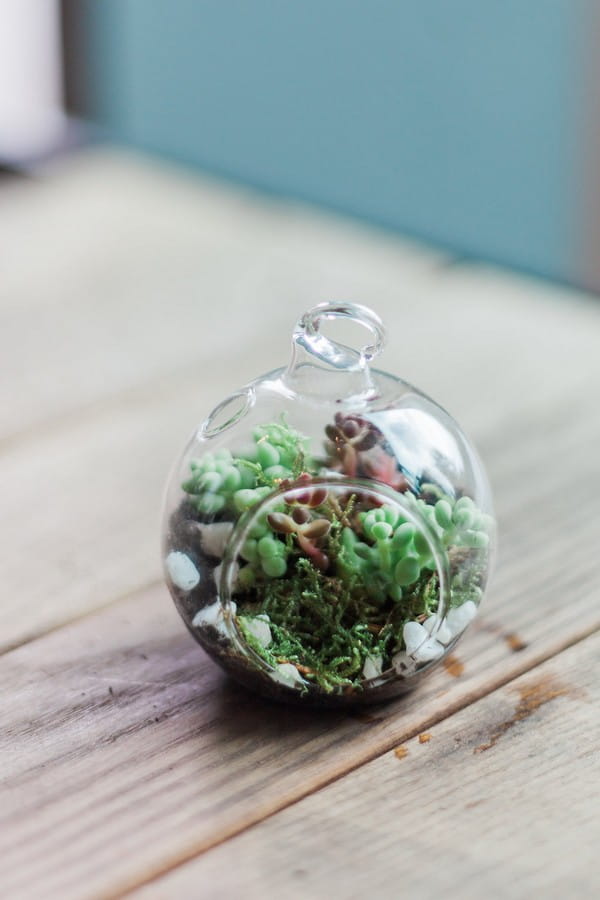 Succulents in glass bauble