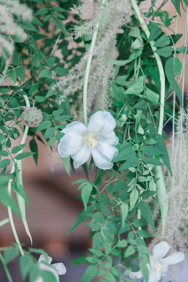 Flower in foliage