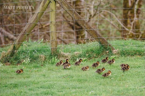 Ducklings