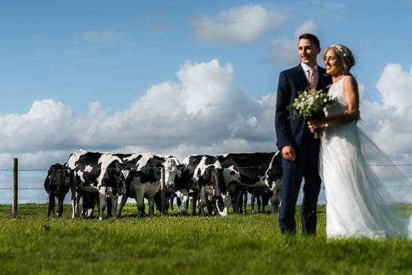 Bride and groom in field with cows in background