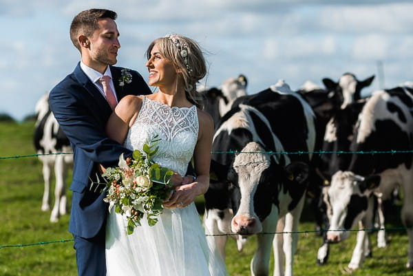 Bride and groom in front of cows