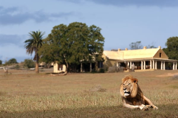 Lion Outside Gorah Elephant Camp, South Africa