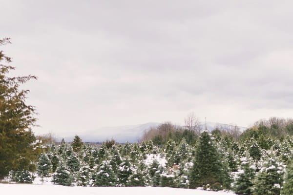 Battenfeld's Christmas Tree Farm