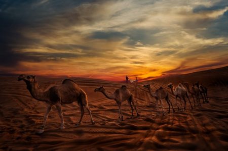 Camels walking across desert with bride and groom in background - Picture by Photo-4U Pasquale Minniti