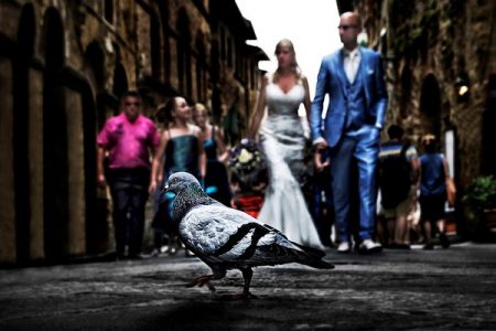 Pigeon with bride and groom in background - Picture by B-Visuals