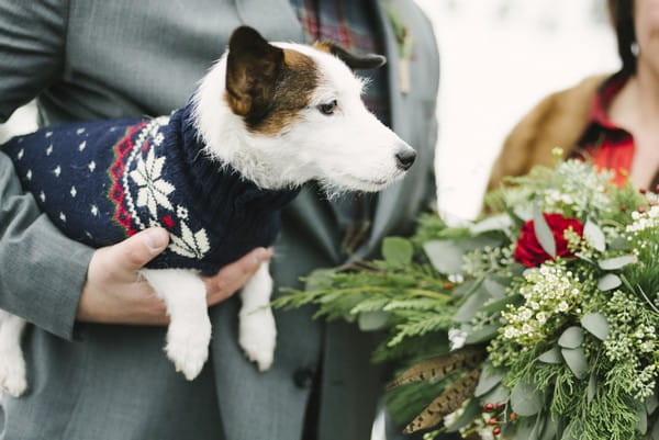 Dog wearing jumper