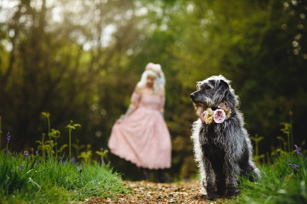 Dog with bride in background