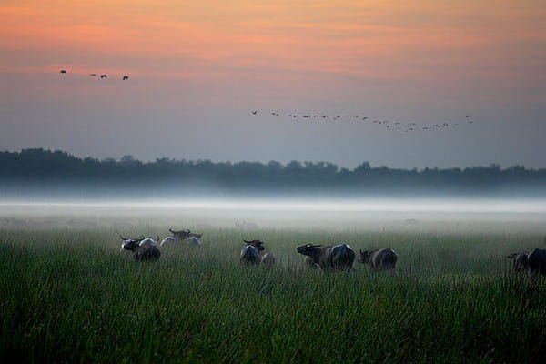 Bamurru Plains, Northern Territory, Australia