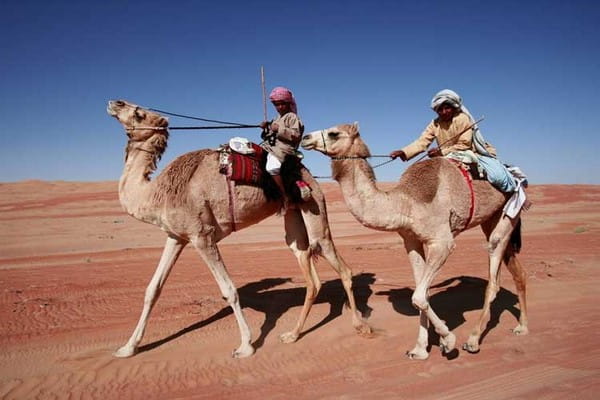 Camels in Oman, Middle East