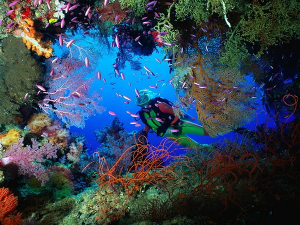 Coral Reef Scuba Diving