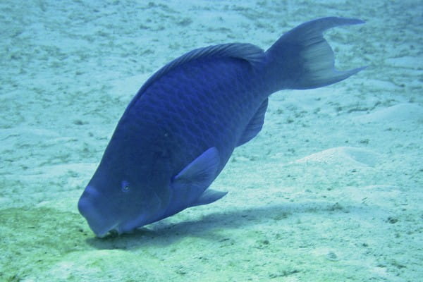 Fish in Kittiwake, Grand Cayman, Cayman Islands, Caribbean Honeymoon Destination