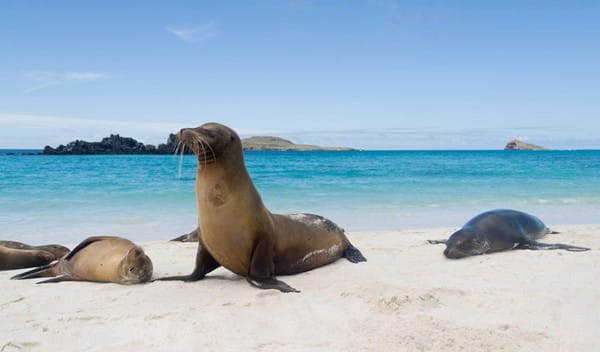 Sea Lions, Galapagos Islands