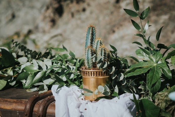 Cactus in gold pot