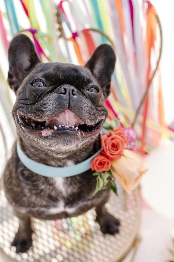 French bulldog with flowers on collar