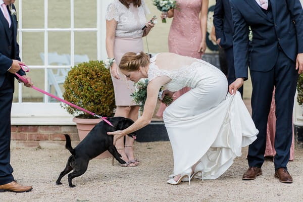 Bride stroking dog