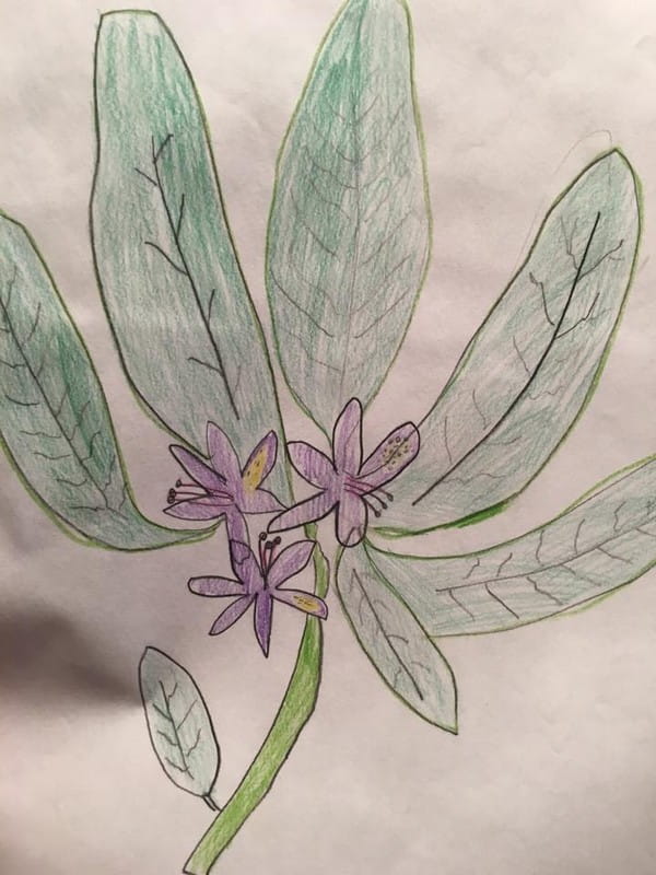 Early drawing of a flower by Anna Moores of Anna Jayne Designs