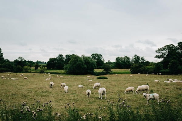 Sheep in field by Mythe Barn