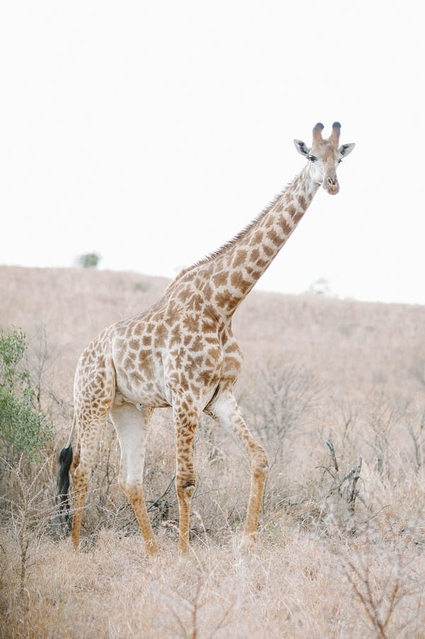 Giraffe at Nambiti Private Game Reserve
