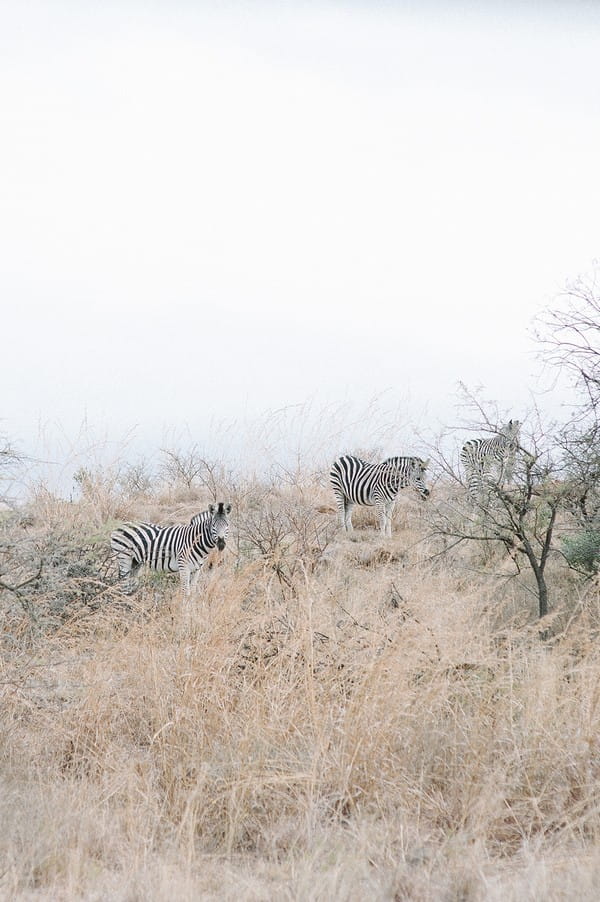 Zebras at Nambiti Private Game Reserve