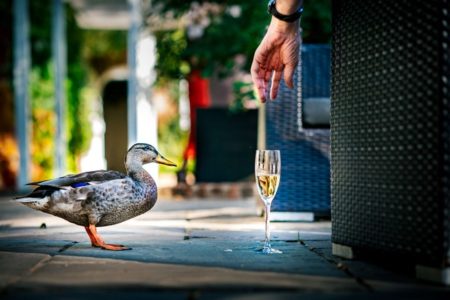 Duck standing next to glass of champagne as hand reaches down to pick it up - Picture by Andrew Billington Photography