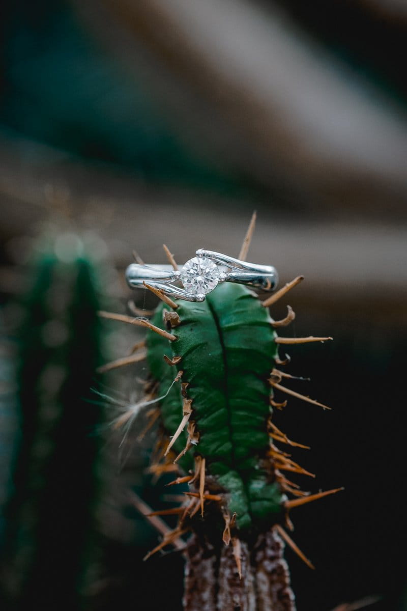 Wedding ring on cactus