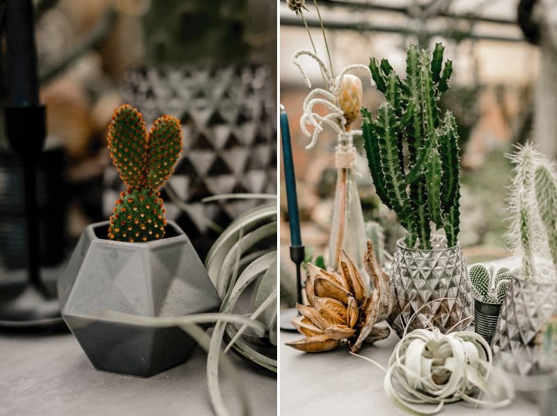 Potted cactuses on wedding table