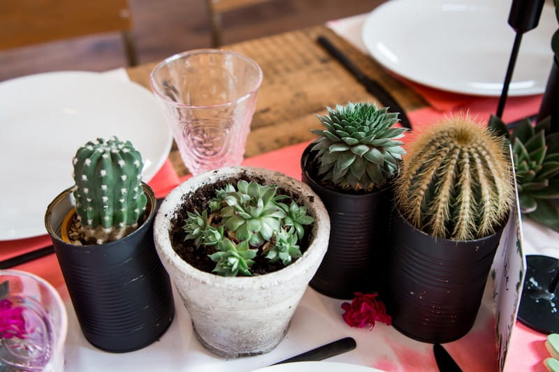 Potted cactus plants on wedding table