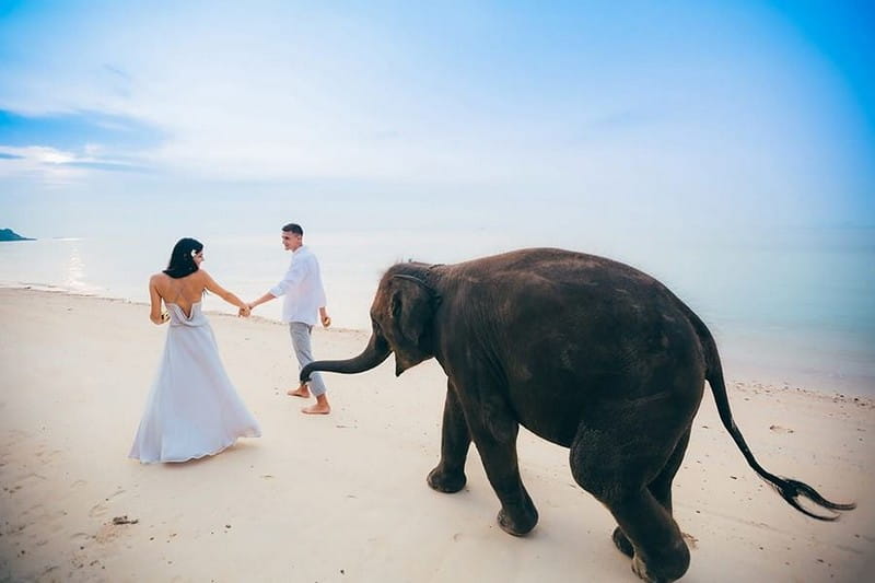Bride and groom walking across beach in front of elephant - Picture by Dimas Frolov Photography