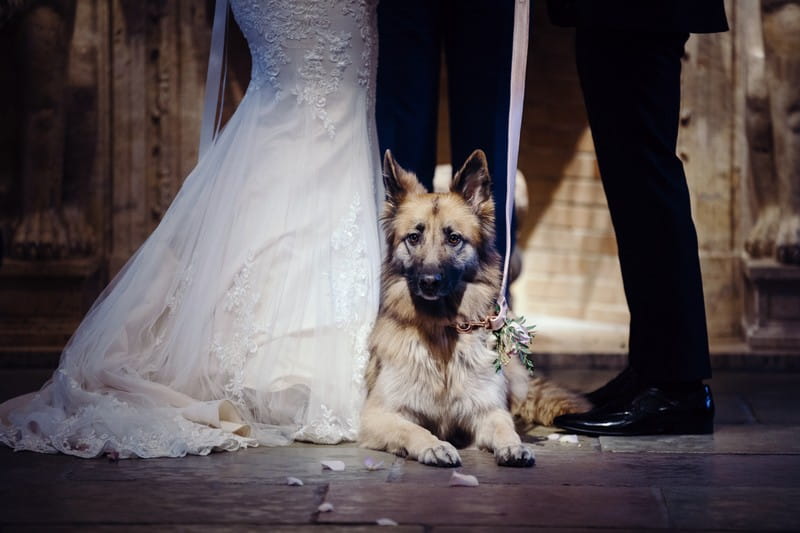 Dog laying down during wedding ceremony