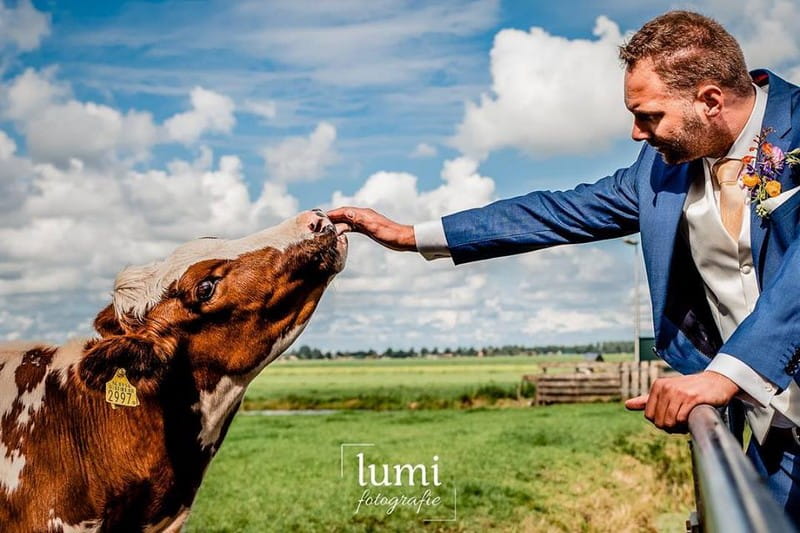 Cow licking groom's hand - Picture by Lumi Fotografie