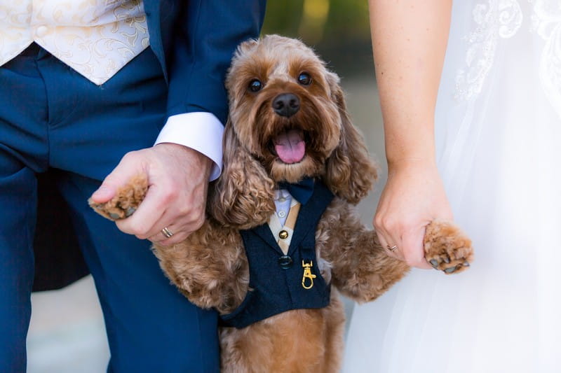 Dog in jacket and bow tie holding hands of bride and groom - Picture by SJPhotographers