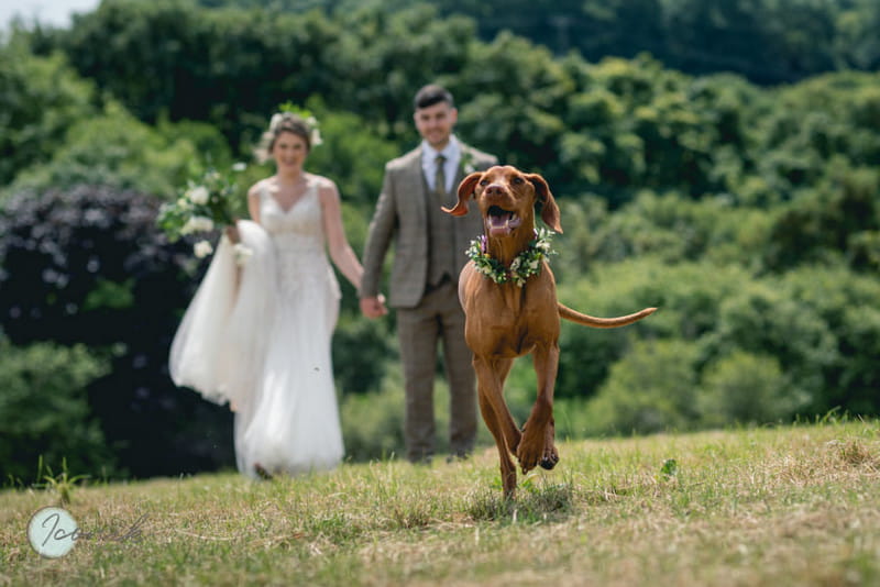 Dog running with bride and groom in background - Picture by Iconik Photography