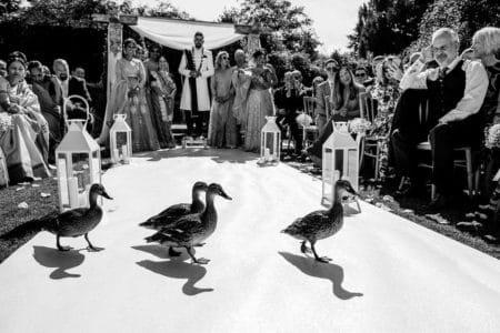 Ducks walking across asle at wedding - Picture by Aaron Storry Photography