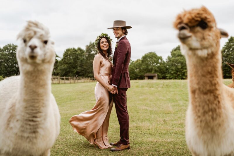 Bride and groom standing behind two alpacas - Picture by Sam & Louise