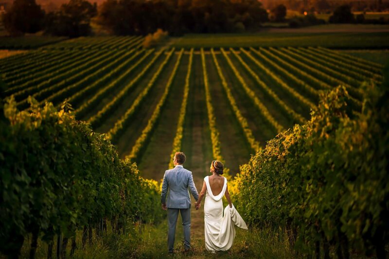 Bride and grrom holding hands in middle of vineyard - Picture by Dan Morris Photography