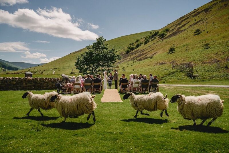 Sheep running past wedding ceremony in field - Picture by Andy Gaines